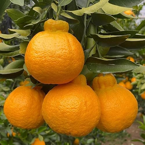 F{Y sm΁bF{ Y Fys UTO ʂ VkC fR| łۂ fRIW fR^S[ IW Â (4.5kg *12)