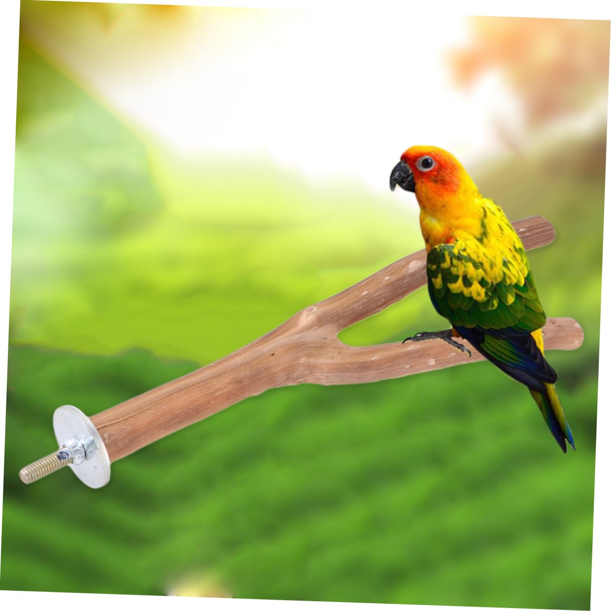 HEMOTON 1Pc Wooden Stand for Parrot S Random Color Bird Perch Stick Durable Claw Grinding Pole for Macaw Budgies and Parakeet Exercise and Play Accessory