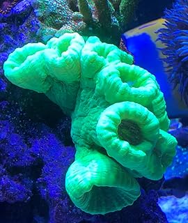 Live Saltwater Coral Frag - Neon Green Candy Cane (Kryptonite) (2 Heads)