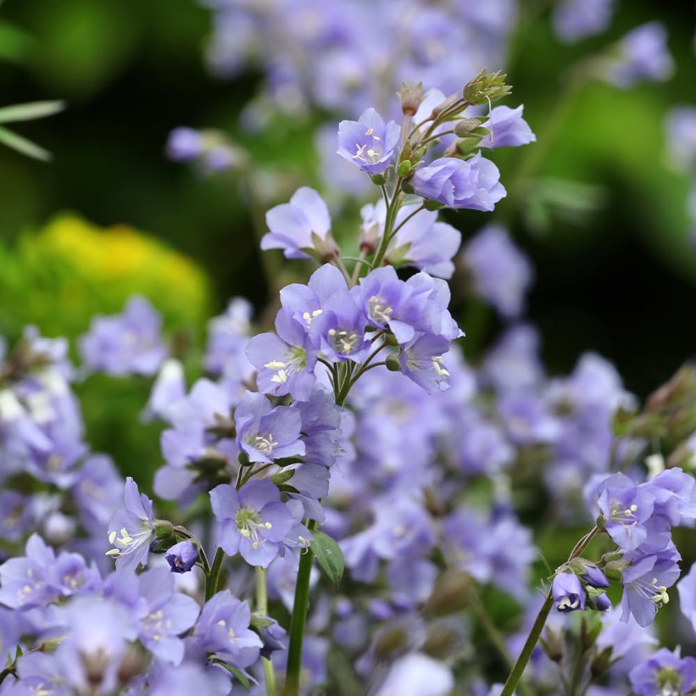 YouGarden Jacob's Ladder Stairway to Heaven, Established Plant to Grow Now, Flowering
