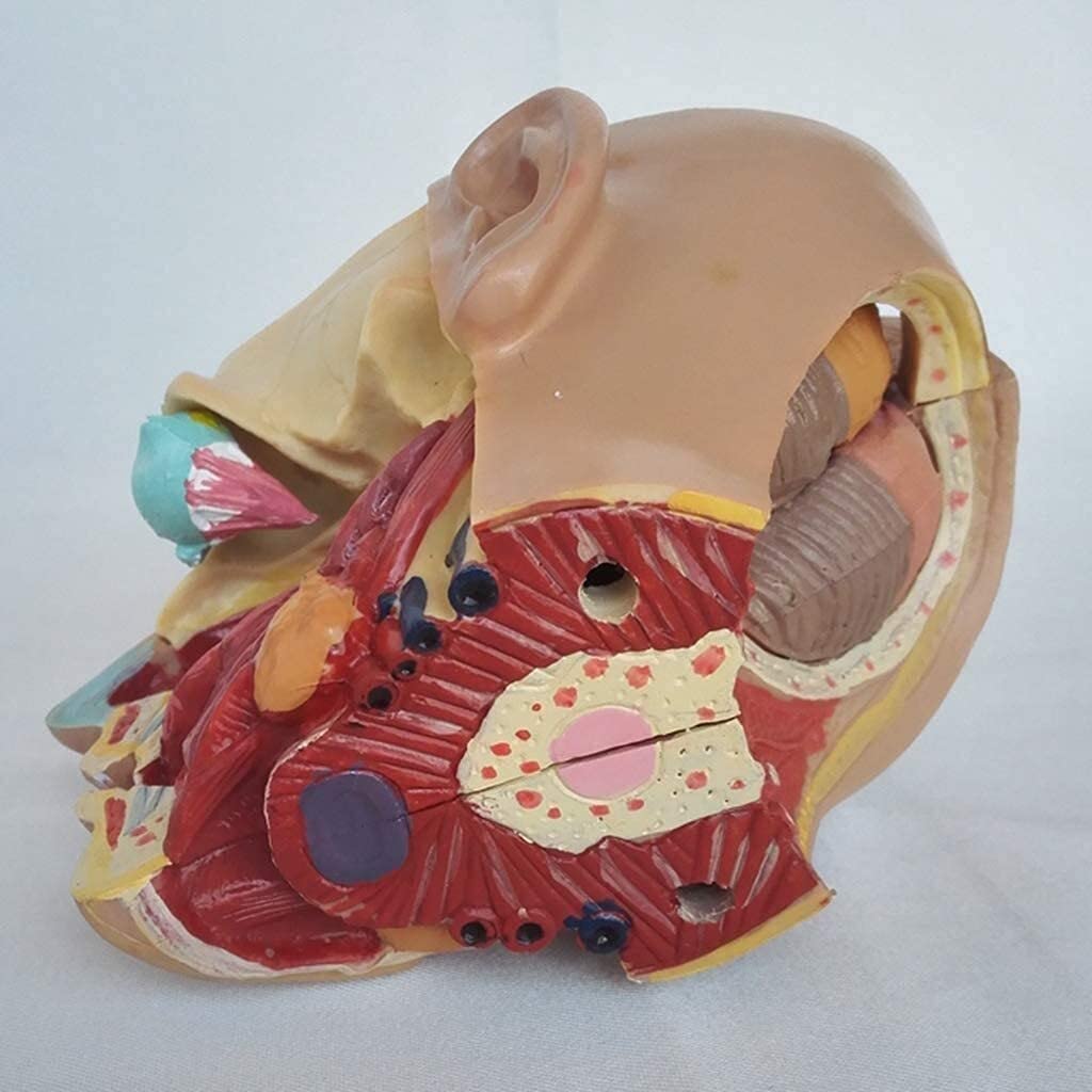 GaRcan Schädelmodell Menschliche Anatomische Anatomie Abnehmbare Kopfarterie Anatomisches Modell für den Unterricht exquisit