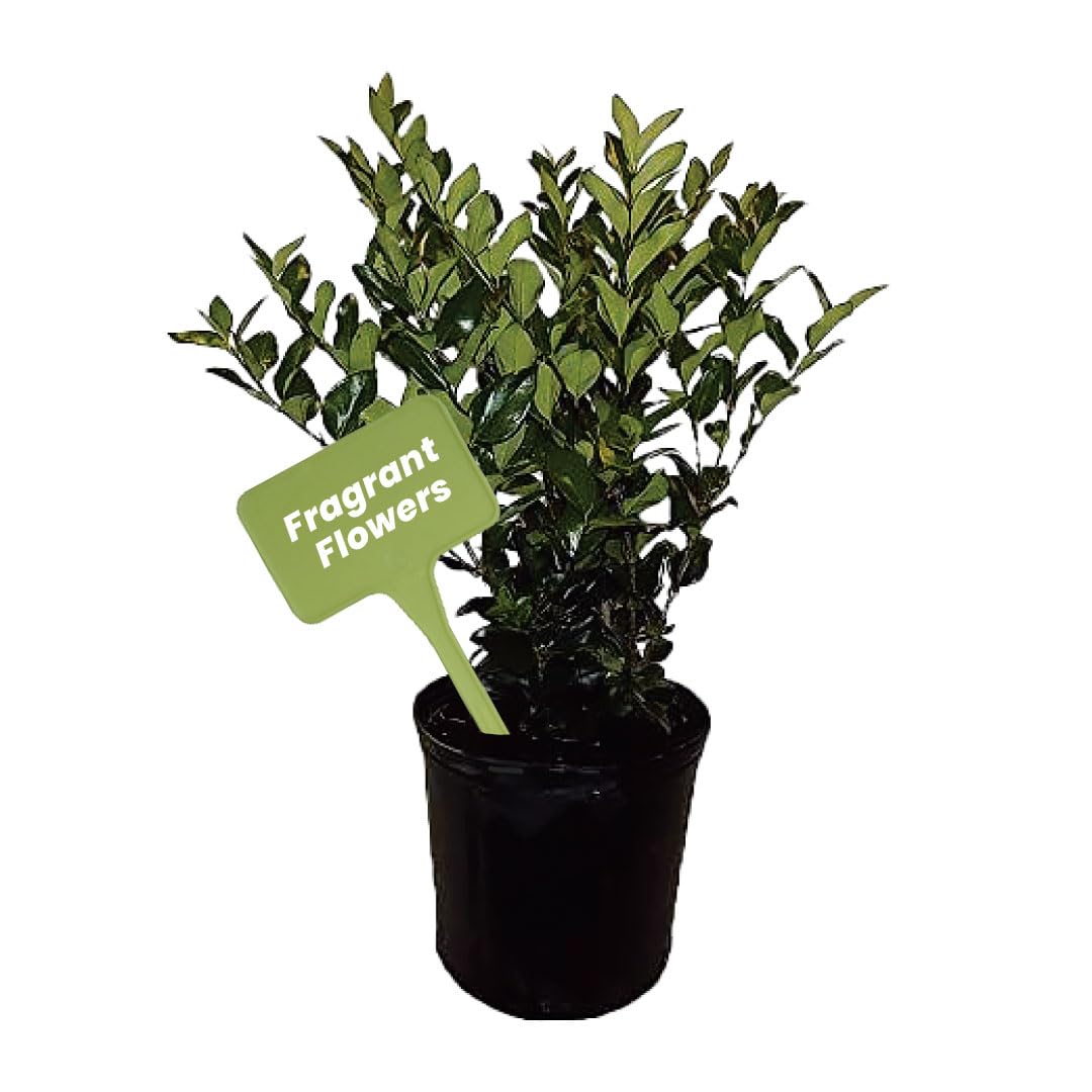 Amazon.com : American Plant Exchange Ligustrum Japonicum  10-Inch with Pot   Live Wax-Leaf Japanese Privet Plant, Fragrant White Flowering Shrub for  Home, Garden, or Landscape Decor : Patio, Lawn & Garden