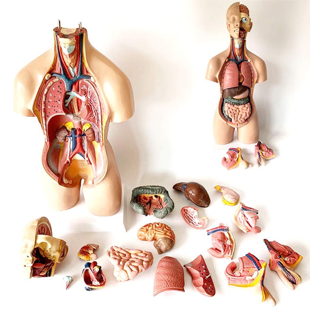 KEZaiZHe Anatomy Education Model - 10 Human Torso Body Model 55CM Anatomy Anatomical Medical Internal Organs Trunk Human Internal Body Model for Teaching