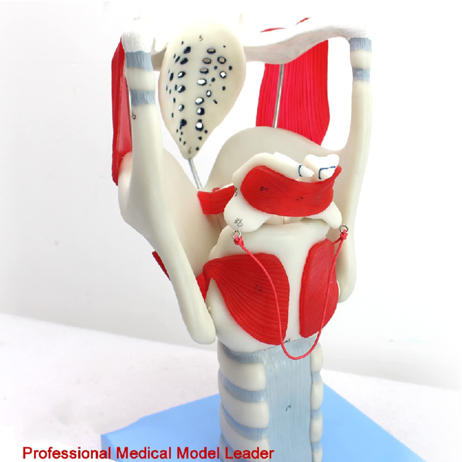 Model anatomiczny gardła – 24 części wskaźnik do nauczania i