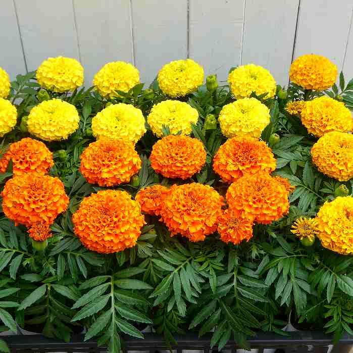 マリーゴールド 種子 オレンジ・イエロー Amazon | マリーゴールド 苗 アフリカン種 オレンジ 3.5号