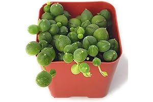 Mini Trailing String of Pearls Plants for Home and Office Decoration