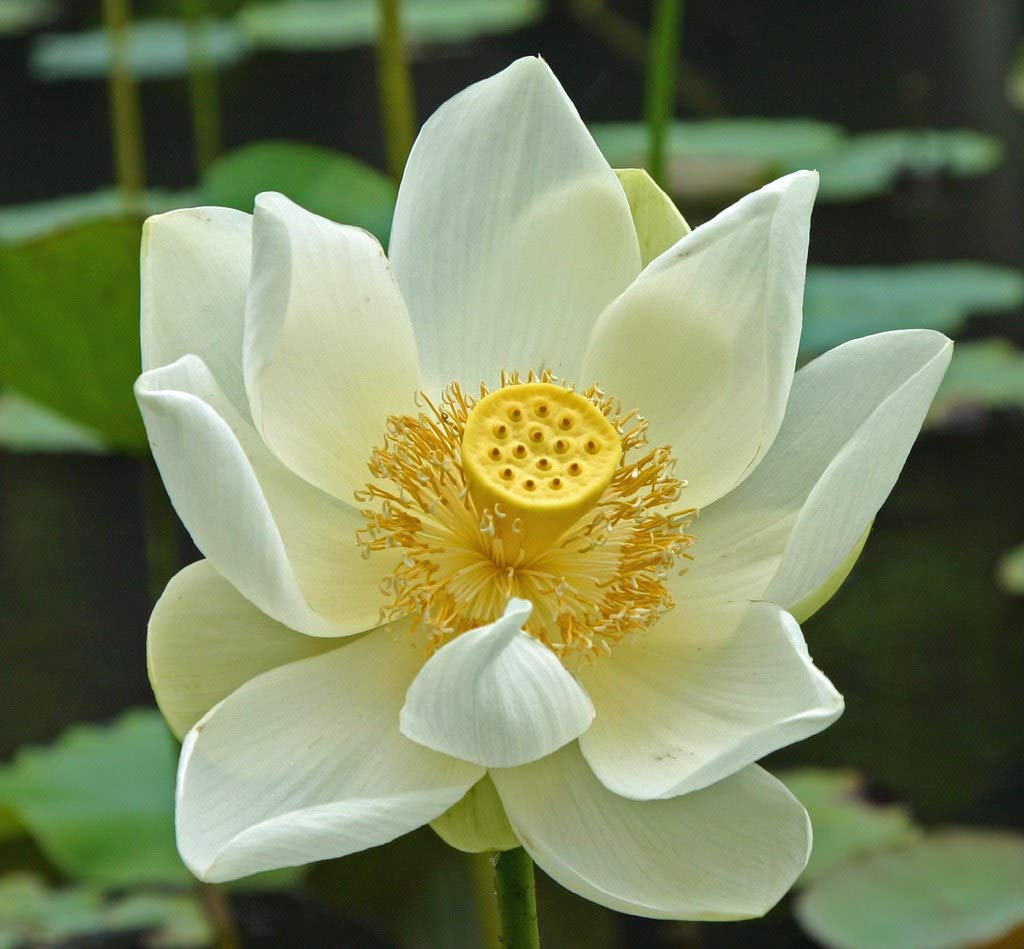 Rare Lotus Flower ubicaciondepersonas.cdmx.gob.mx