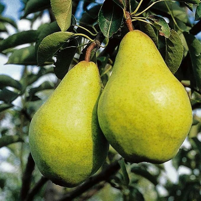 OpLeaves - Healthy Fruit Live Plant (Nashpati/Pear Fruit Plant) (B0D1W28XM2) Amazon Price History, Amazon Price Tracker