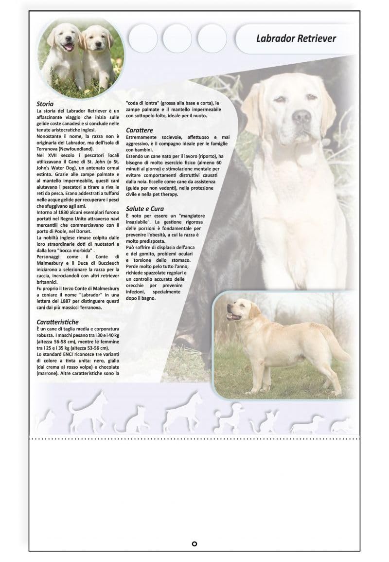 100 Calendari Da Parete 2027 - Calendario trimestrale Cani e Gatti - 28,8x47 - personalizzati con logo - Personalizzabile - Collezione 2027-100 pezzi