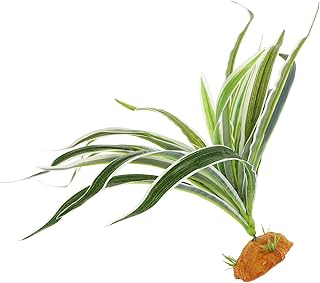 CIYODO Planta De Aranha Plantas Artificiais Decoração De Tanque De Terrário Habitats De Répteis Planta Planta Falsa Para Peixes Répteis Acessórios De Aquário Acessórios De Tanque De