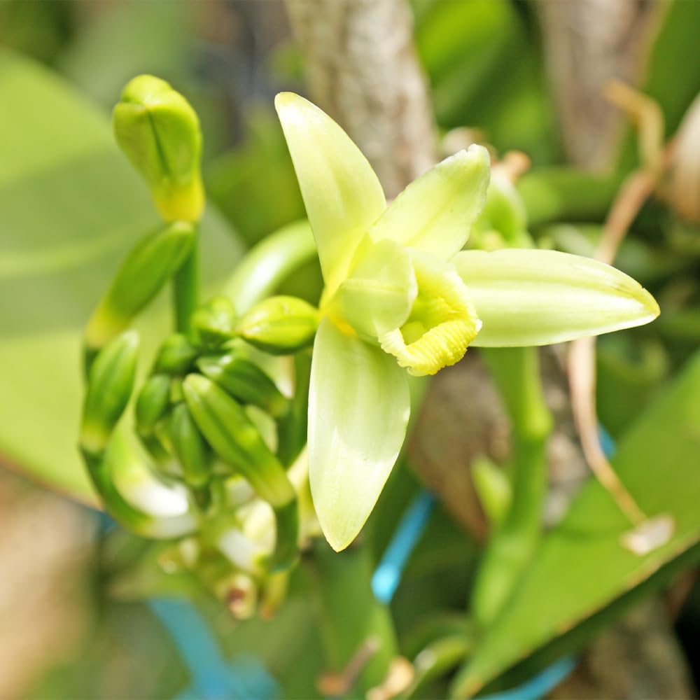 バニラ　斑入り　苗　バニラビーンズ　1 園芸ネット本店｜バニラ斑入り3.5号ポット の通販【公式】