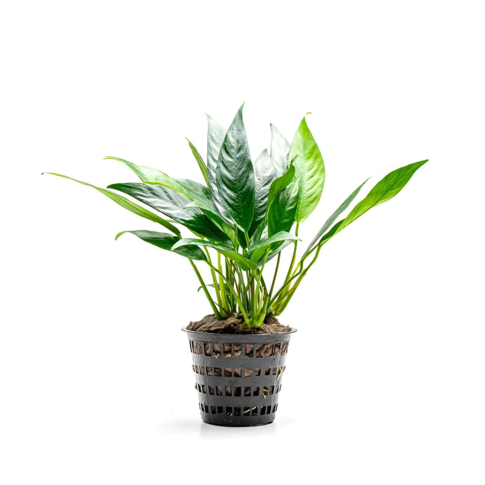 SubstrateSource Anubias Lanceolata Live Aquarium Plant