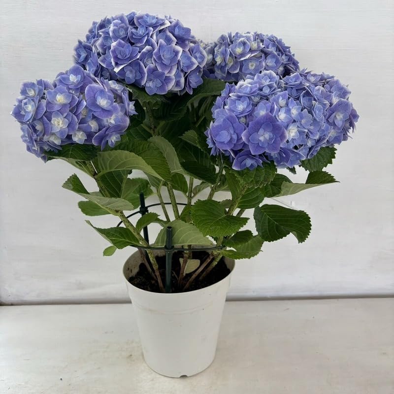 Amazon.co.jp: アジサイ 鏡花水月 あじさい 紫陽花 5号鉢 鉢植え