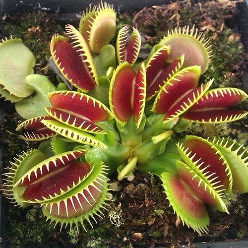 PERZOE 150 Piezas de Semillas de atrapamoscas, Planta carnívora de bonsái en Maceta con Clip Grande Dionaea Semillas de atrapamoscas