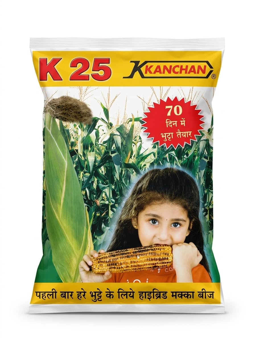 Khetihat K25 Hybrid Maize Seeds, Ready in 70 Days, Sweet Corn Variety 1kg-image-19