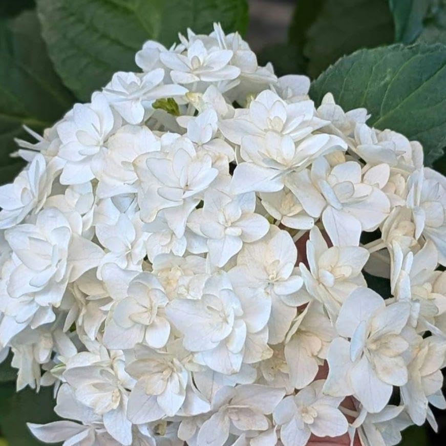 お値下げ♪白八重咲きアジサイ小苗 Amazon.co.jp: 紫陽花 手毬咲き 八重 白 1本 宿根草 宿根 あじさい