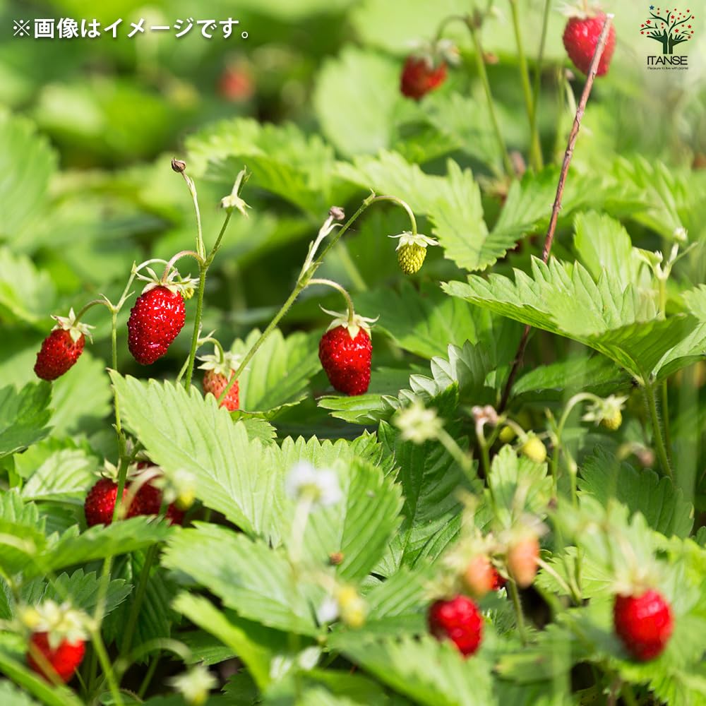 ストロベリーヘイズ 2.5号 20ポット 現品発送 1セットのみ 楽天市場】はらぺこあおむし わくわく陶器ポットガーデン 栽培