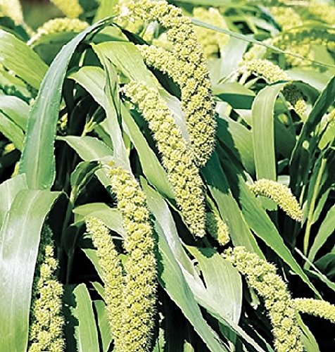 Amazon.com : 50 Limelight Spray Millet Light Lime Green