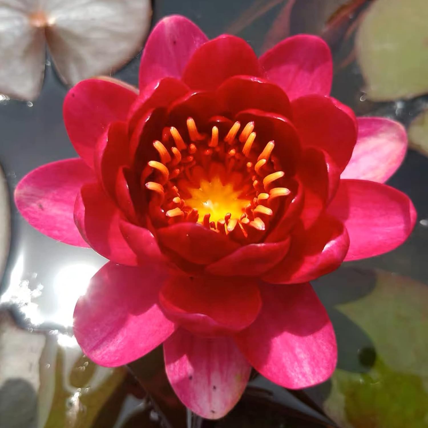 Water Lily Seeds Gifts Planting Simple to Grow Pots