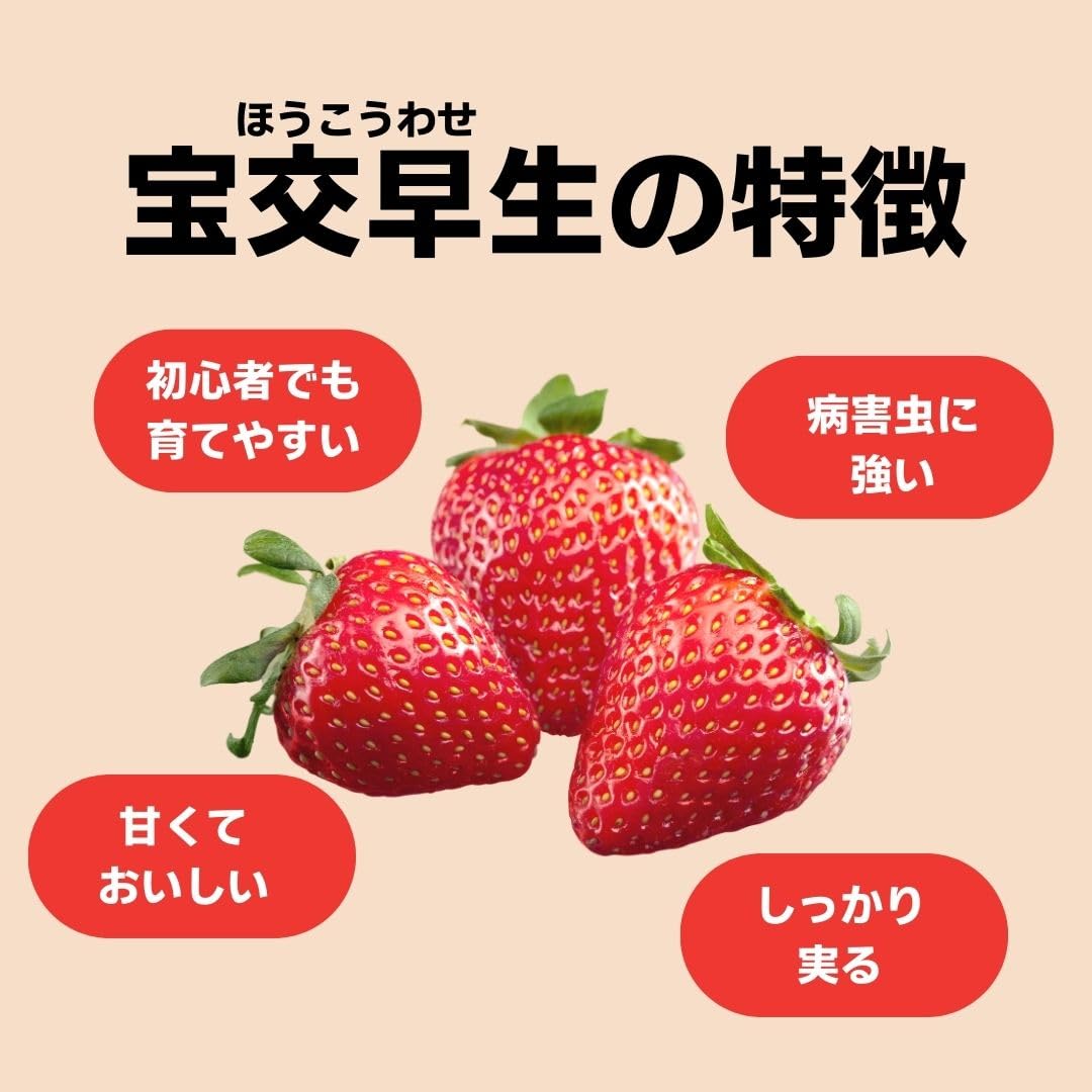 【いちご】他の方のご購入はお控えください いちご】他の方のご購入はお控えください いちご】他の方のご