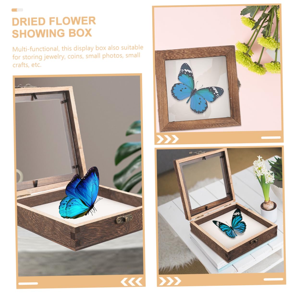 Cabilock Vintage Butterfly Specimen Display Box Insect Specimen Case Plant Specimen Box
