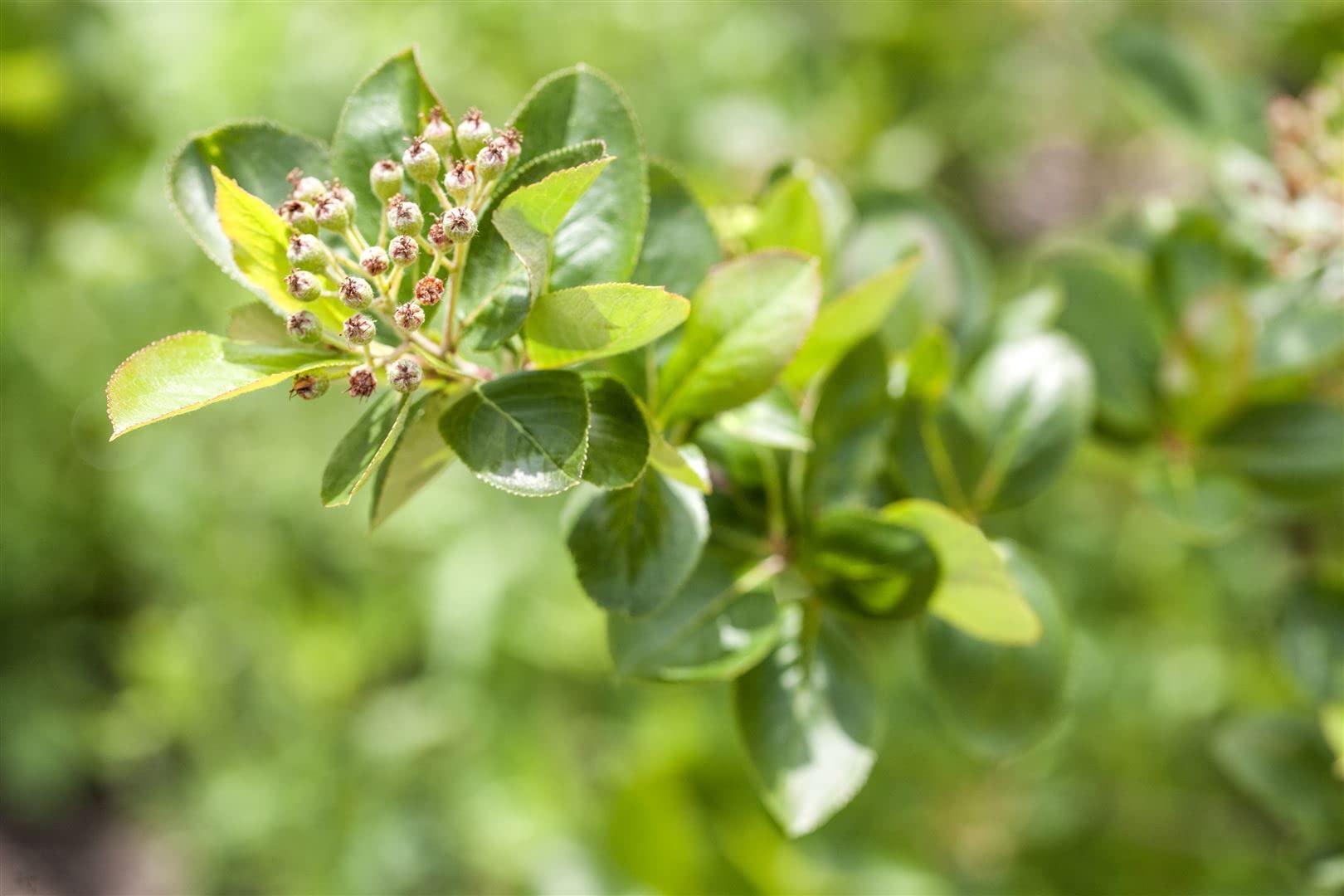 Apfelbeere Aronia melanocarpa Viking 125-150 cm winterhart