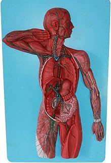Human Anatomy Model - Human Lymphatic System Model Kidney with Adrenal Gland Models Urology Nephrology,for Doctors Office Educational Tool | GPI Anatomicals