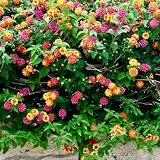 Clovers Garden Lantana Camara Flowers – Two (2) Live...