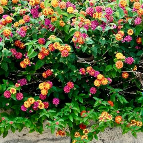 Clovers Garden Lantana Camara Flowers – Two (2) Live...