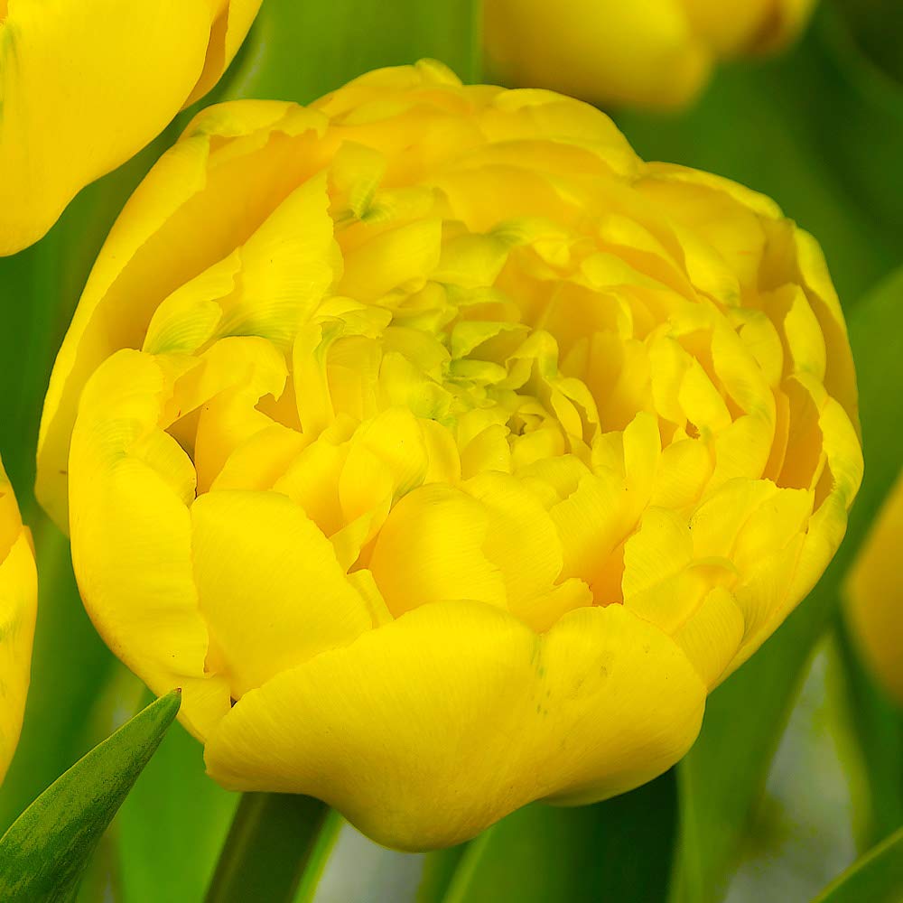 Live Green Tulip Flower Bulbs - Yellow Pomponette Imported Bulbs For Home Gardening - Set of 3 Bulbs (Yellow Double)