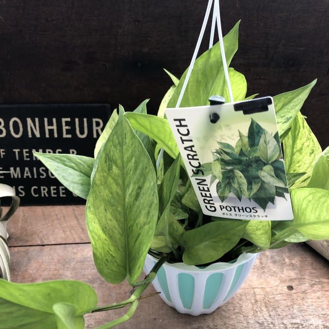 ポトス グリーンスクラッチ 【公式通販】