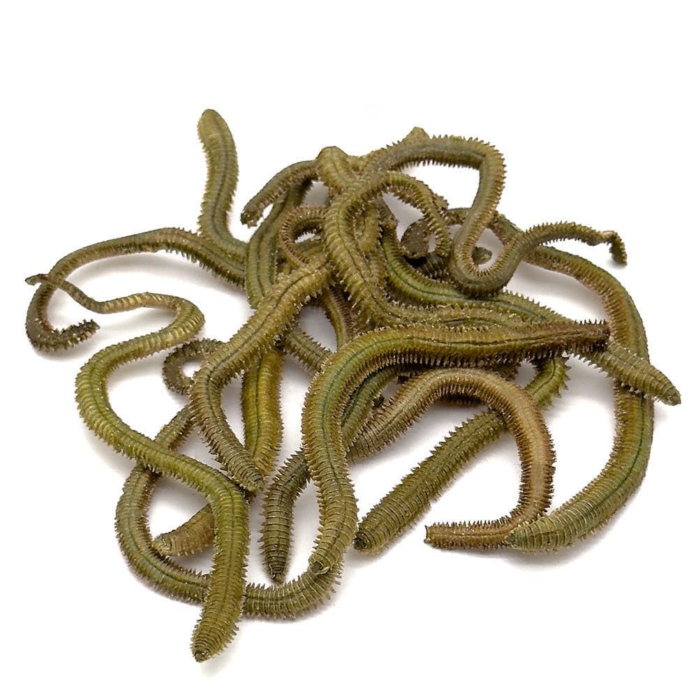 Amazon | クイックベイト 乾燥青イソメ、赤イソメ、4個セット、釣り餌