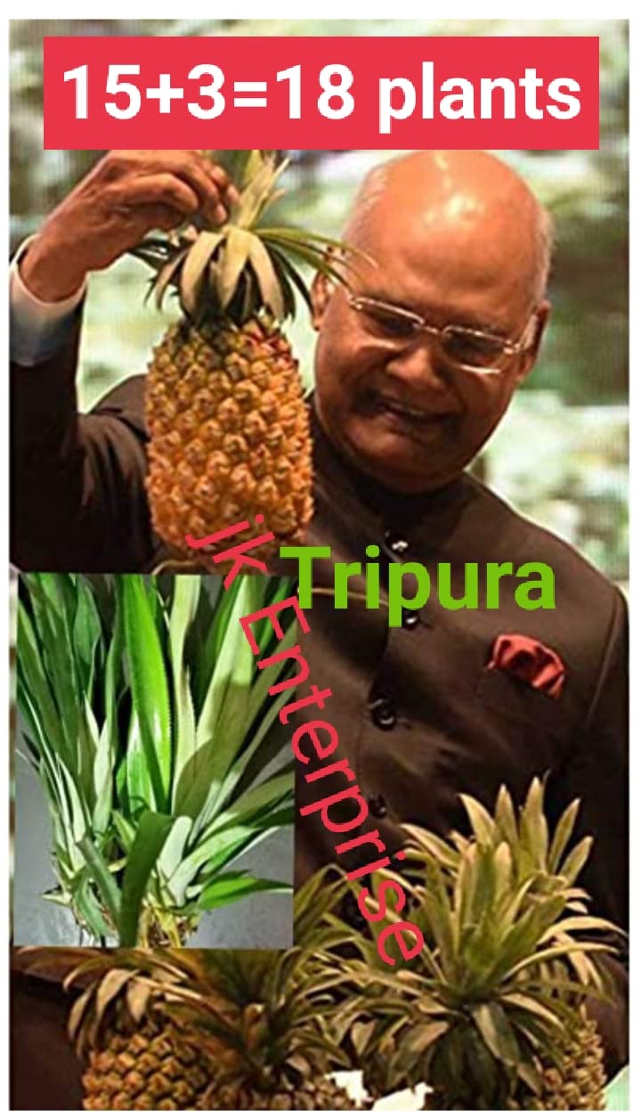 jk enterprise (15+3 extra plant) world sweetest pineappl live plant from TRIPURA. It is highly aromatic,sweetest and juicy. Indian President kobind declared Tripura as a pineapple state. (B07Y4ZRZH5) Amazon Price History, Amazon Price Tracker