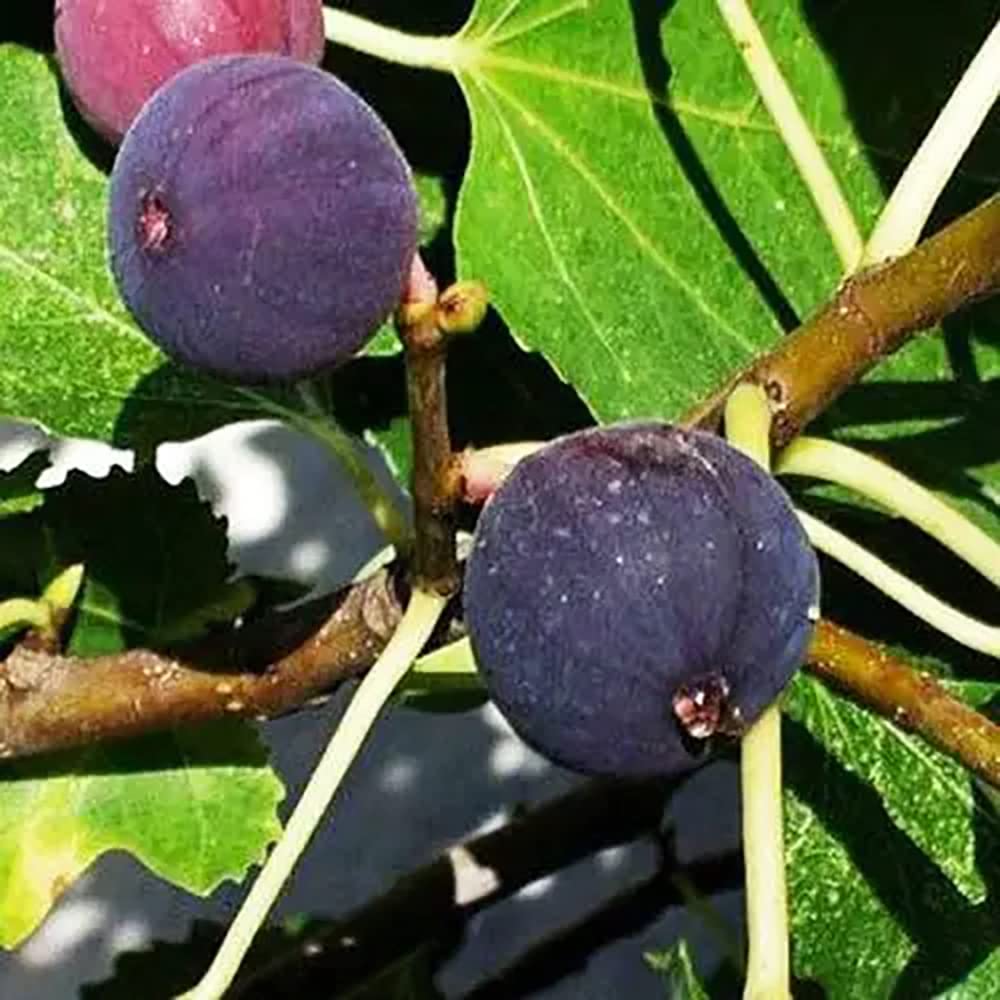 100pcs graines de figue Vivace bio héritage Fruit Tropical Rare héritage famille de Fruits Plantation est facile à Planter à l'interior et à l'extérieur en été