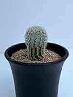 紫太陽　巨大な株 Amazon.co.jp: エキノセレウス 胴太紫太陽 Echinocereus