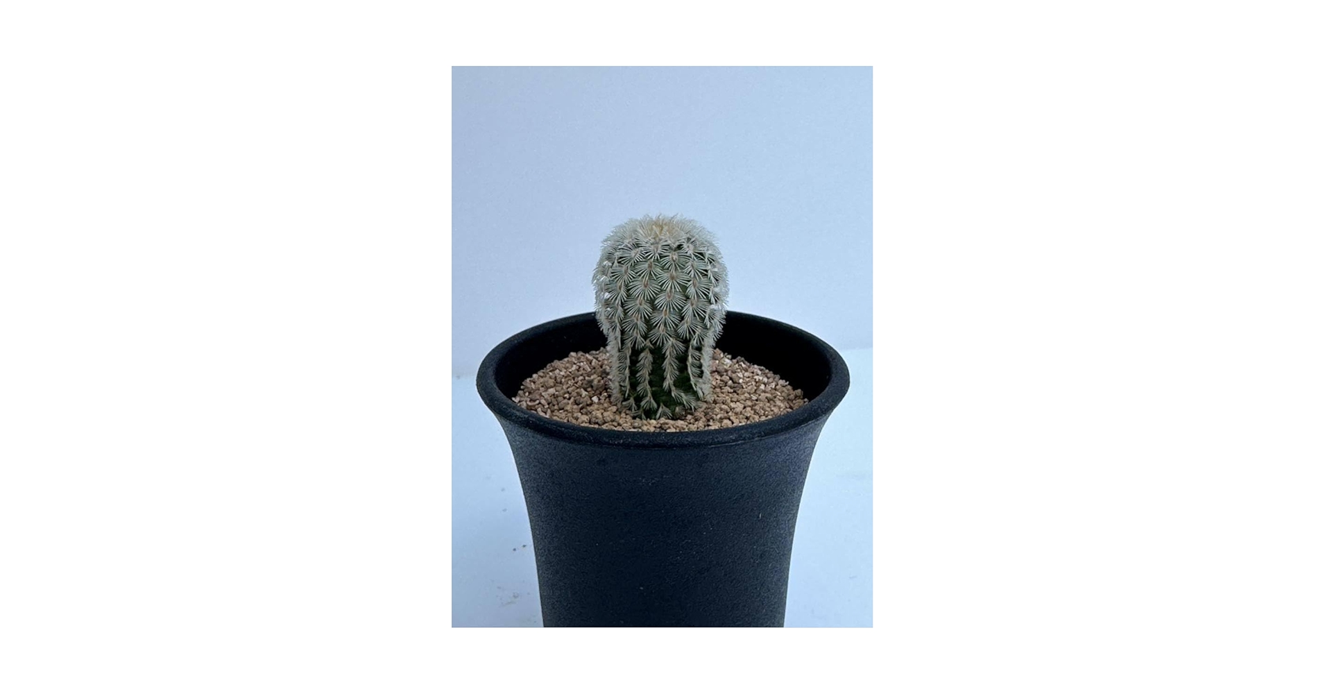 Amazon.co.jp: エキノセレウス 胴太紫太陽 Echinocereus