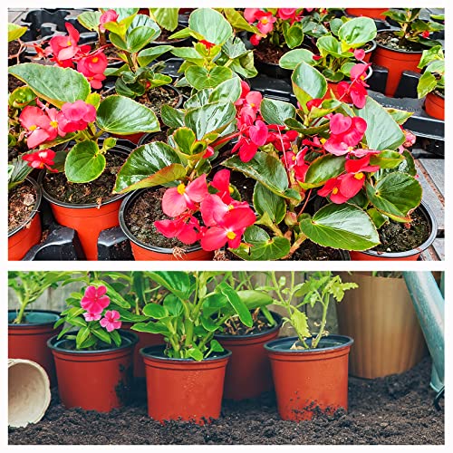 Hectolife 100 Pcs 6 Inch Plant Nursery Pots,Plastic Seedling Pots,Seed Starting Pot Flower Plant Container For Succulents, Seedlings, Cuttings, Transplanting #TOP5