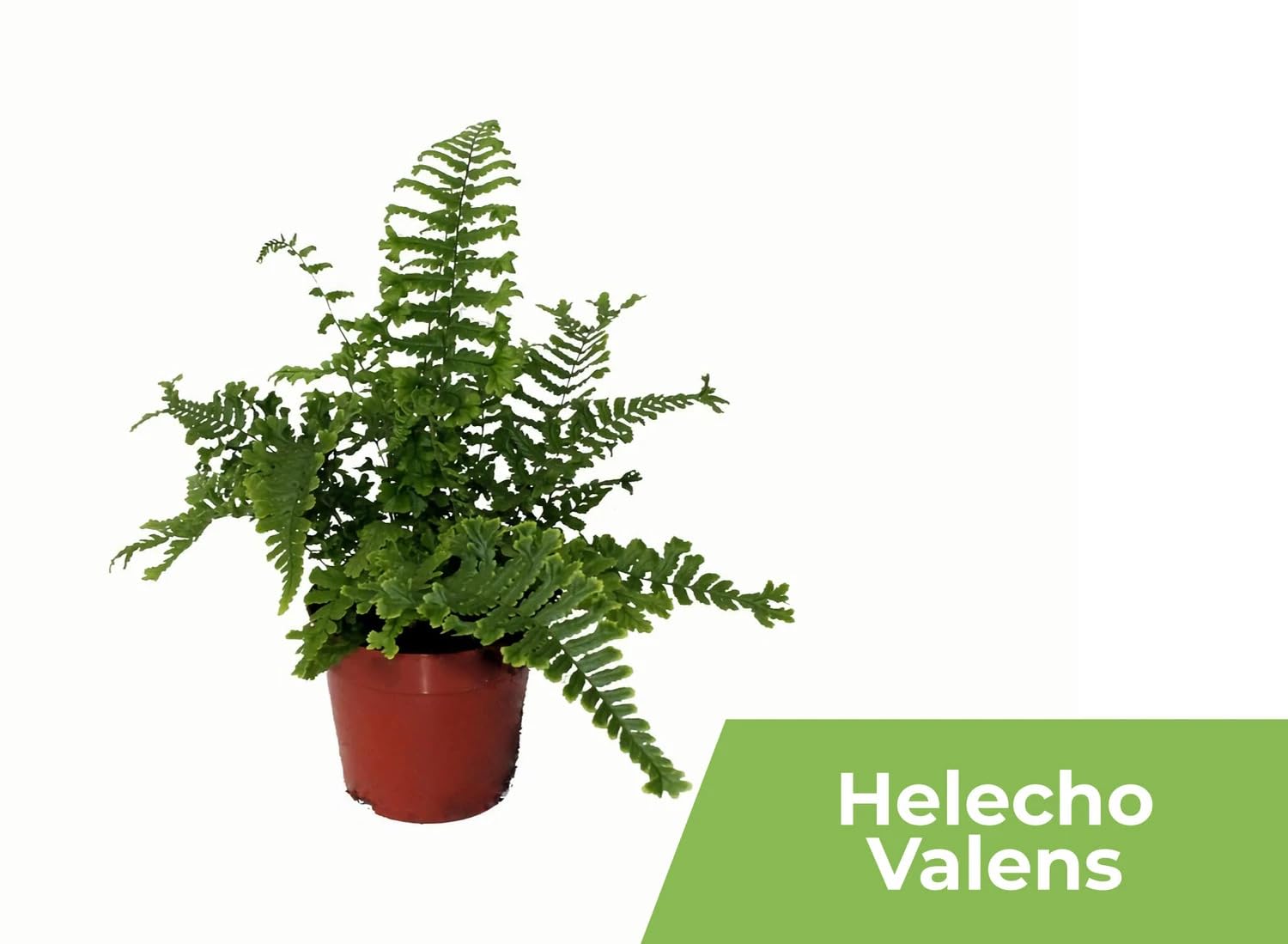 Garden Center shop | Pack ahorro 10 Plantas de Interior Variadas |Purificadoras de Aire | Decorativas y de Bajo Mantenimiento | Ideal para Hogar u Oficina | Plantas Naturales Vivas