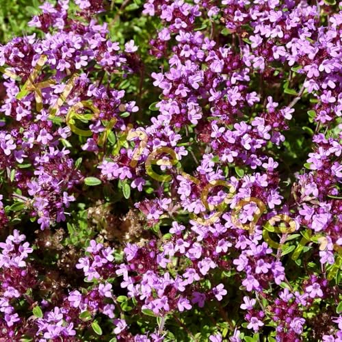 Feldthymian violette trittfeste Steingarten-Staude absolut winterhart Thymiansamen 500 Samen von der-kleine-gaertner