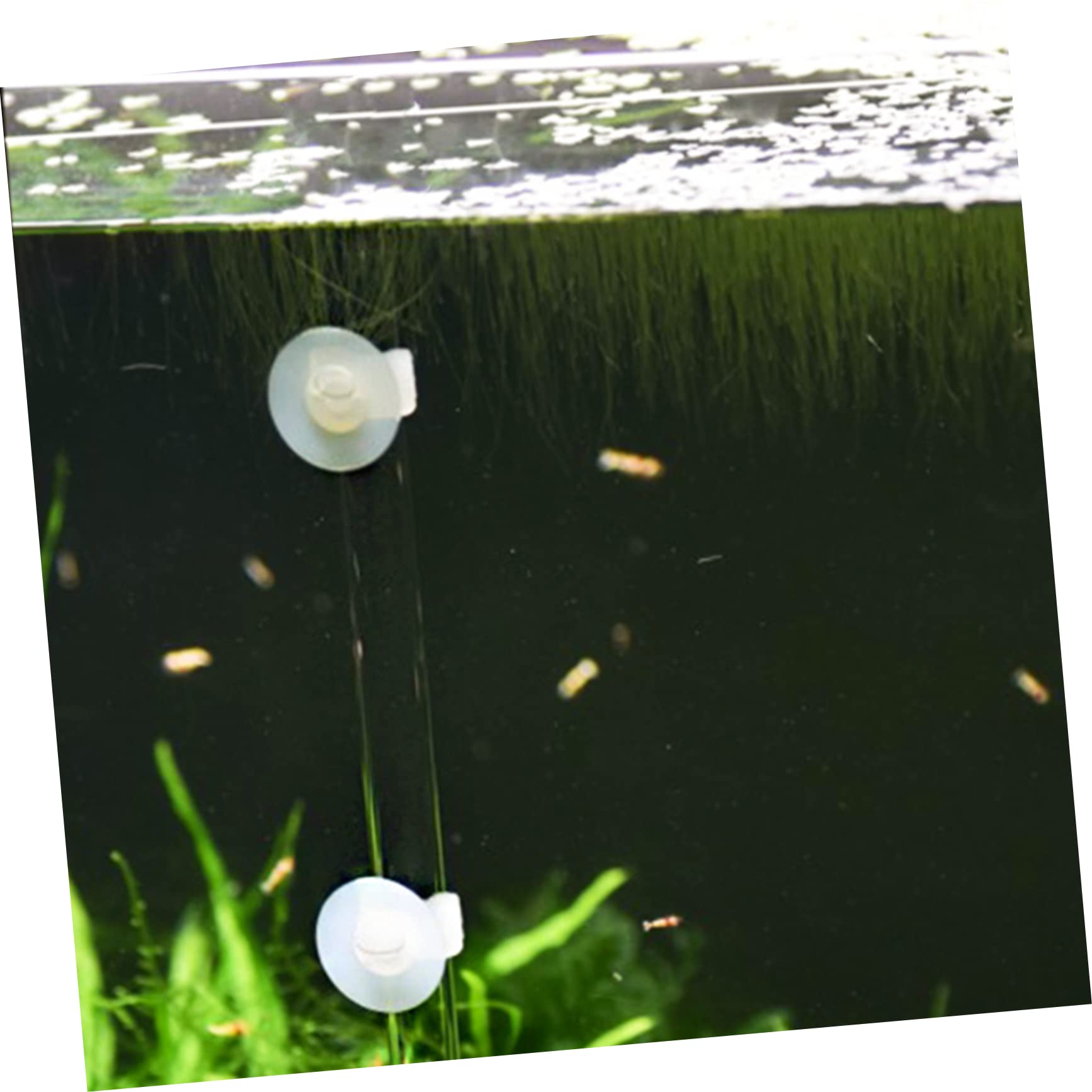 Ipetboom 2juegos Alimentador De Camarones para Acuario Tubo Transparente y Accesorios Sistema De Alimentación para Peces Tropicales Pequeños Incluye Ventosas y Bandeja Longitud