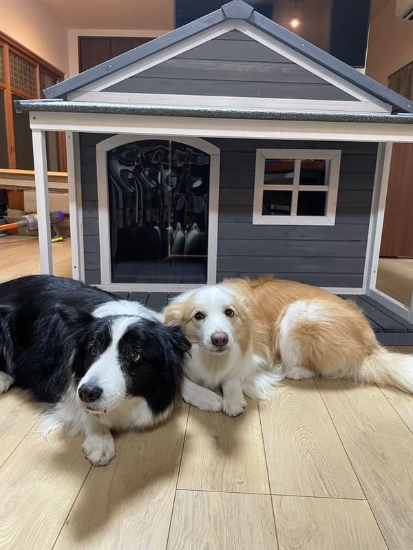Amazon.co.jp: 海外ペット用品セレクトショップALLFORWAN'sLIFE: 犬小屋