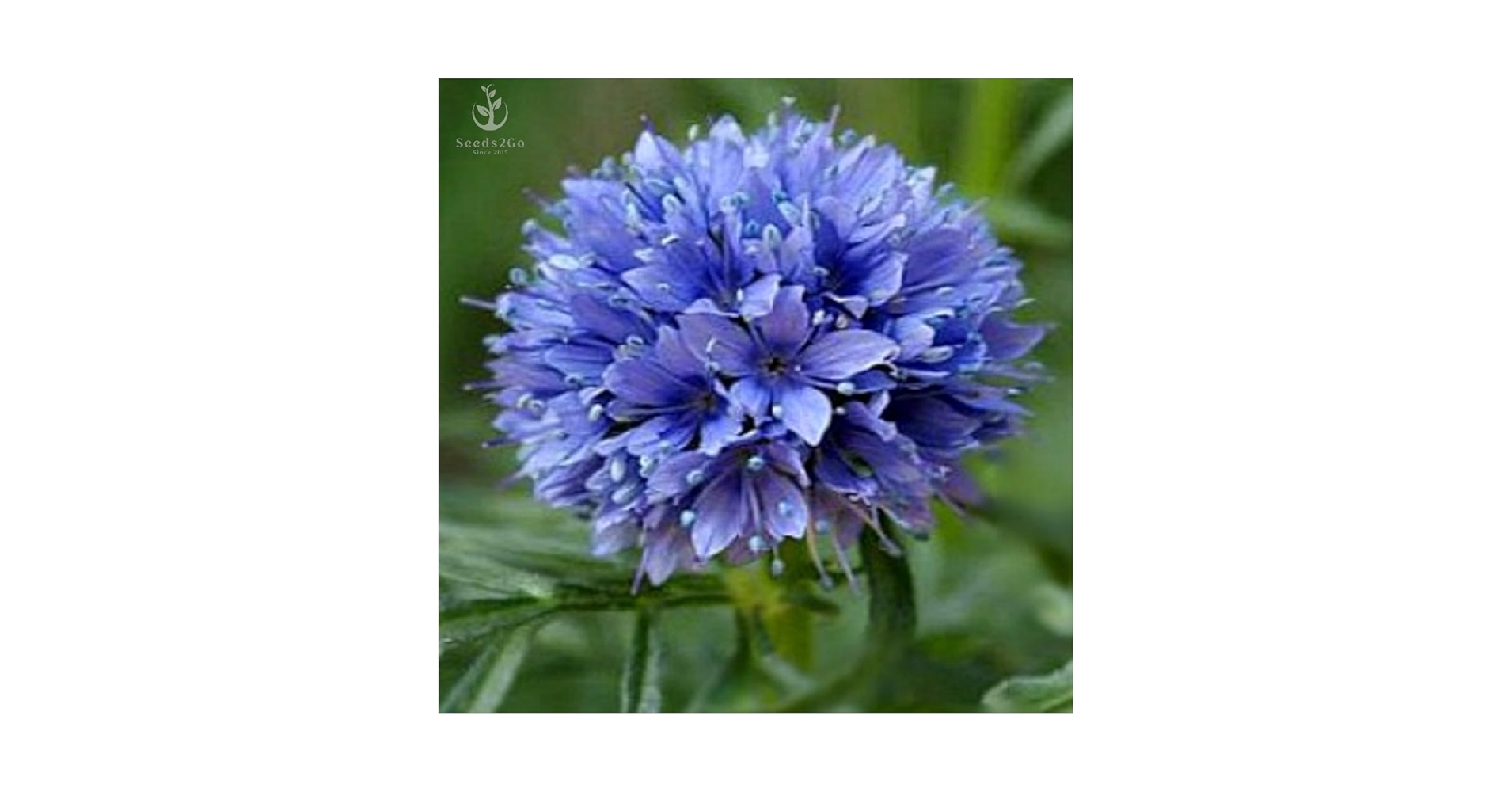 Amazon.com : Globe Gilia Seeds, Gilia capitata, Pack of 5000