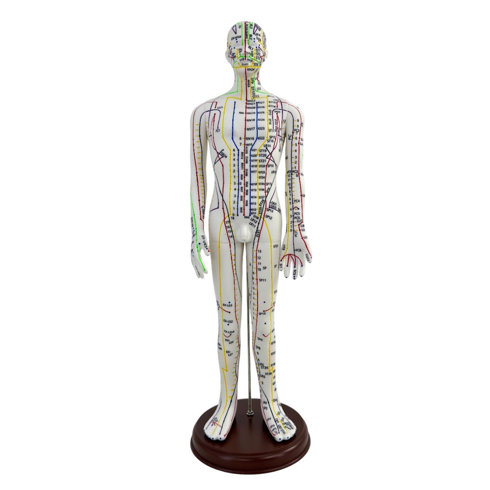 Amagogo Modello di agopuntura corpo umano 54cm PVC professionisti punti inglesi Maschio