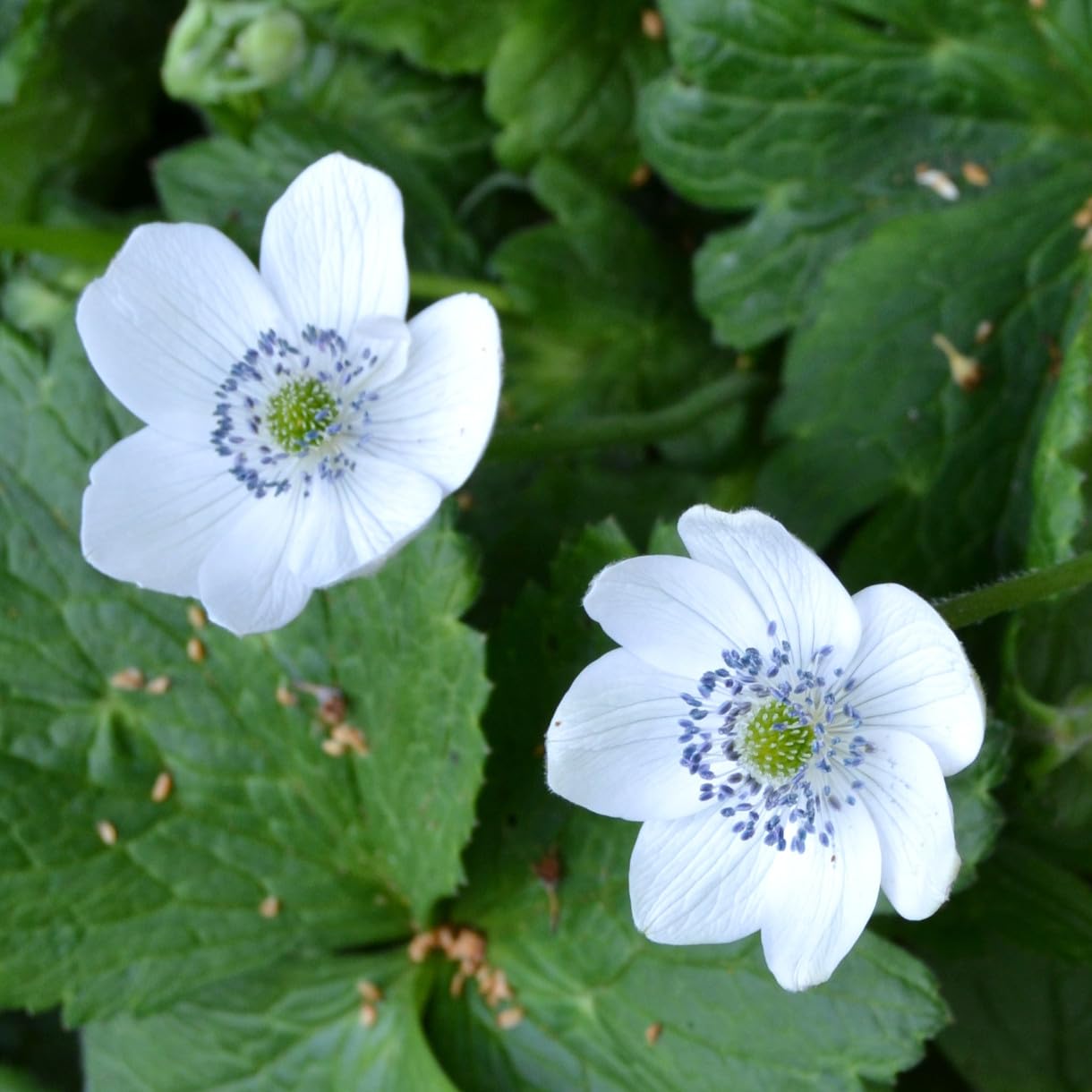 Anemone leveillei - 3 x 9cm Potted Plant