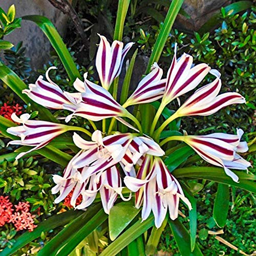 Crinum Lily Flower Bulbs | Imported Variety Crinum Lily Bulbs for All Season Big Size Flowers Bulbs| Pack of 5 white Flowers Bulbs-image-49