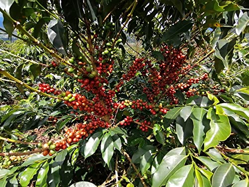 Red Rooster Coffee Organic Decaf Medium Roast En Grano 12oz miniatura 4
