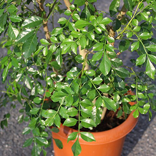 観葉植物 日陰や寒さにも強いおすすめ植物12選をご紹介 暮らし の