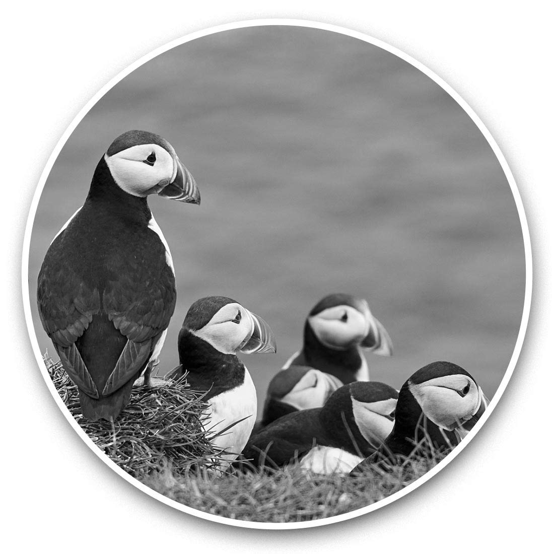 Destination Vinyl Ltd Bw Puffins On Mykines Farow Islands 37872 Vinyl Stickers (Set Of 2) 25Cm Bw - Puffins On Mykines Farow Islands 37872