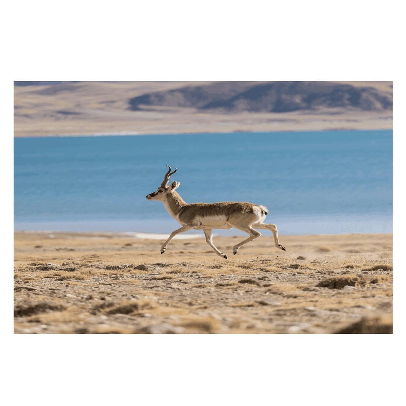 Deer Placemats Heat Resistant Non-Slip Place Mats Washable Wipeable Table Mat Kitchen Dining Table Decoration Placemats Indoor Outdoor Place Mats 17.7’’×11.8’’