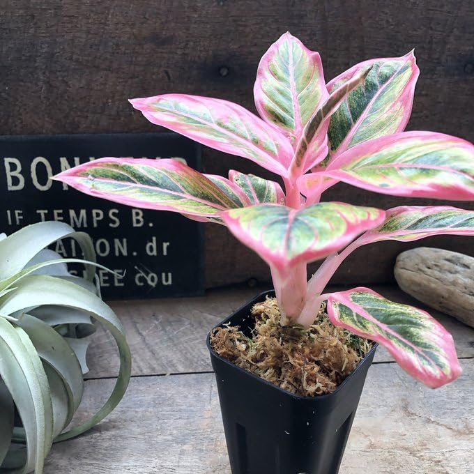 Amazon｜アグラオネマ ロータス デライト「Aglaonema Lotus Delight